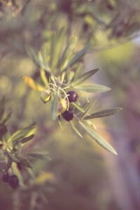 Olio Oliva Bio di Campello foglie e olive