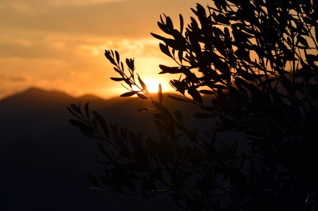 Olio Oliva Bio di Campello sul clitunno