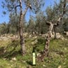 Olio di oliva Umbria bottiglia da 1l moraiolo uliveto bottiglia