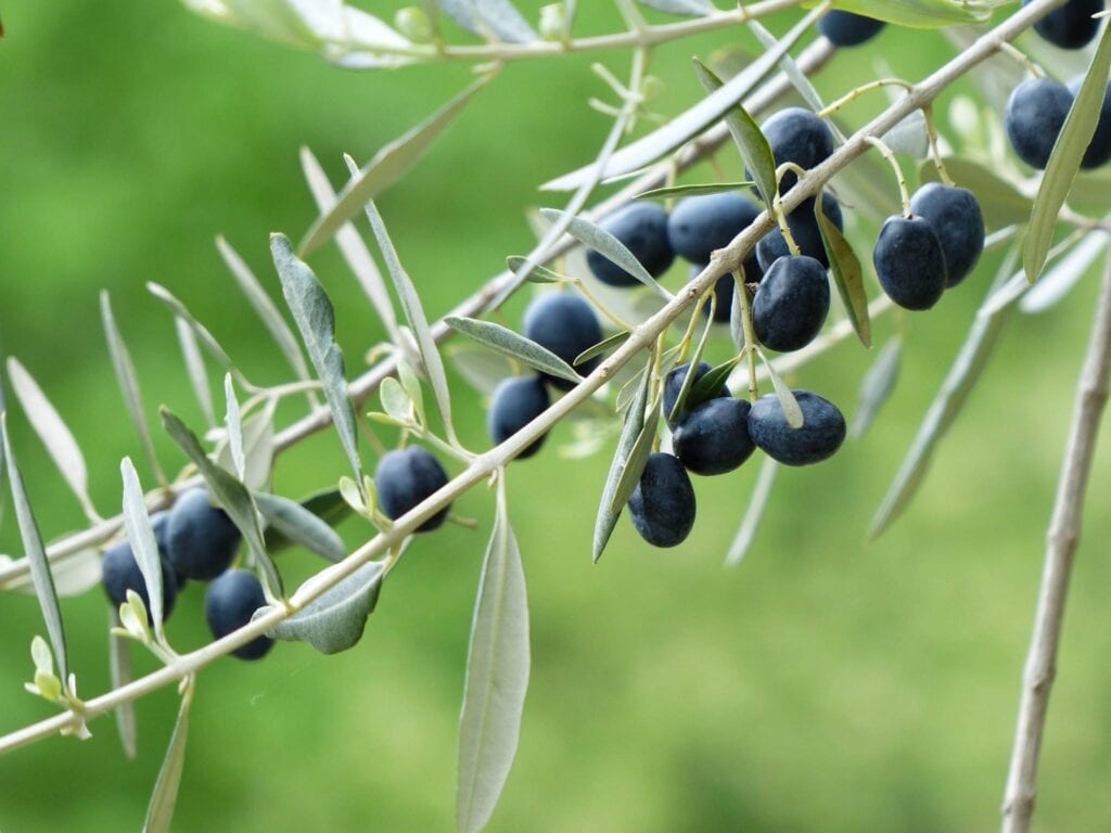 olio di oliva biologico Umbria rametto olive