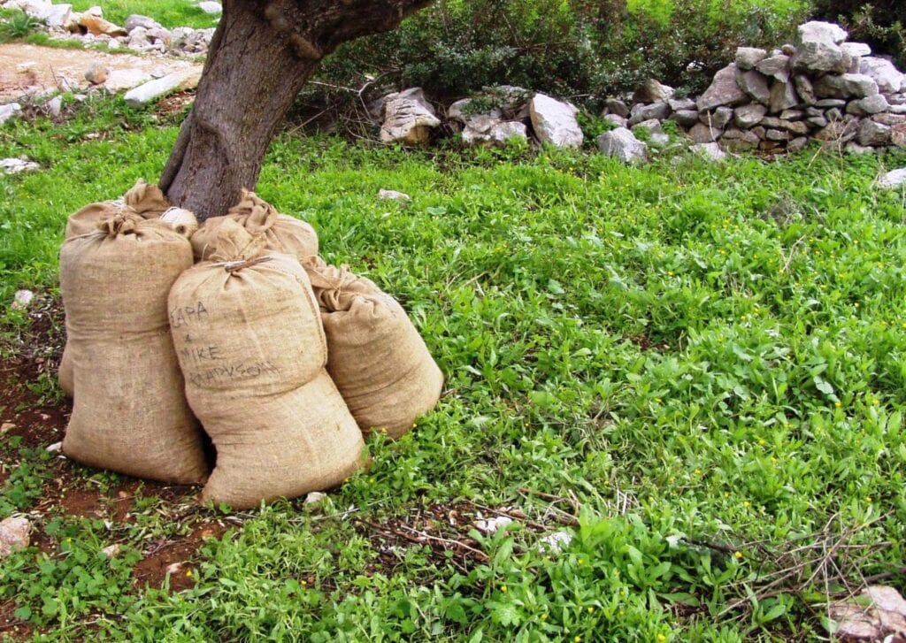 olio di oliva biologico in sacchi
