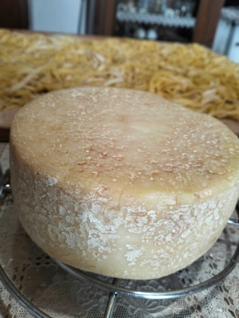 formaggio pecorino e pasta all uovo